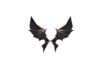 Wings of Dragon